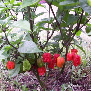 ขายดี สวนครัว/ขายดี สวนครัว พริกเผ็ดที่สุดในโลกถูกที่สุด 9 บ. 3 เมล็ด เมล็ดพันธุ์พริกcarolina/อินทรีย์ คละ สวนครัว คะน้า