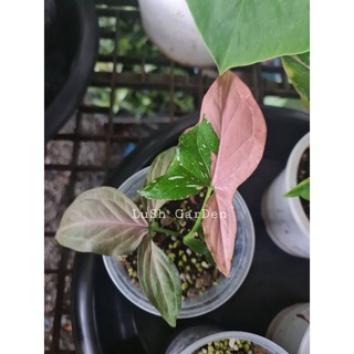 Syngonium Tri color 😊😊