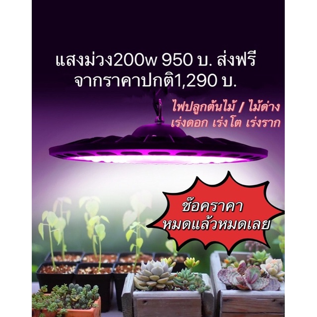 🪴พร้อมส่งด่วนภายในวัน ไฟปลูกต้นไม้UFO ไฟปลูกไม้ด่าง 200w
