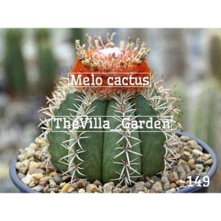 เมล็ดพันธุ์ เมโล กระบองเพชร Melocactua (30เมล็ด)+ชุดปลูก