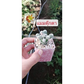 แคค​ตัส​ กระบองเพชร แมมตุ๊กตาญี่ปุ่น (Mammillaria gracilis) ส่งทั้ง​กระถาง