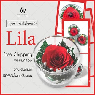 กุหลาบในโหลแก้ว สีแดง แก้วเล็กไลล่า ดอกกุหลาบ 1 ดอก  Preserved Rose ของขวัญครบรอบ ดอกกุหลาบอมตะ  กุหลาบในโหลแก้ว