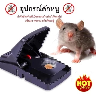 ที่ดักหนู กับดักหนู อุปกรณ์ดักหนู กับดักหนูบ้าน แบบสปริง เหยื่อดักหนู สารกำจัดหนู กาวดักหนู ยาเบื่อหนู