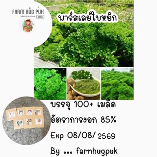 เมล็ดพันธุ์พาร์สเลย์ใบหยิก100+เมล็ดมีบริการเก็บเงินปลายทาง