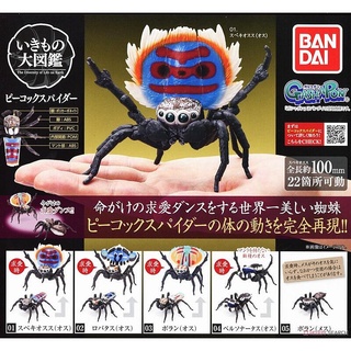 (เพิ่มครบชุดพร้อมส่ง) กาชาปองแมงมุมนกยูง Gashapon Bandai Dango Mushi Peacock Spider Action V.01 โมเดลสัตว์