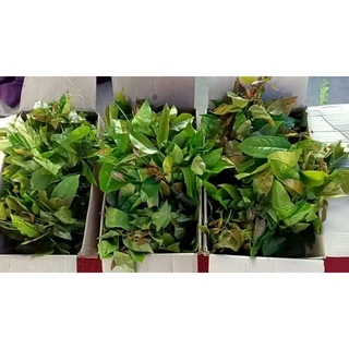 ผักเหลียง ราชินีผักพื้นบ้านของคนใต้