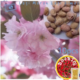 10pcs Beautiful Japanese Red Sakura Flower seeds Cherry Blossoms Tree seedเสื้อ/seeds/หมวก/บุรุษ/กางเกง/​​กระโปรง/มักกะโ