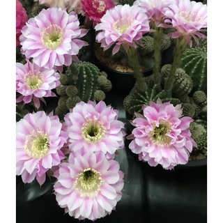 หน่อเด็ดสด อิชินอปซิส ไฮบริด แองเจิล Echinopsis hybrid angel