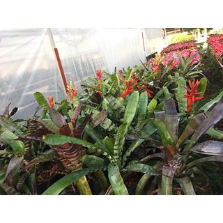 หน่อตัดสด สับปะรดสี-ม้าลาย#bromeliad# Aec. Santinii แอคเทีย ซานตินี่ #ต้นไม้สวยงาม# ไม้ประดับ# ตกแต่งบ้าน#bromeliad