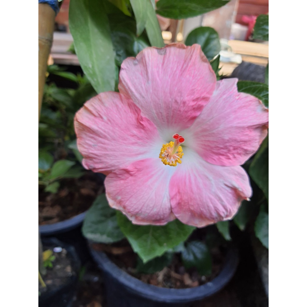 ชบานอก ชบาดอกใหญ่ ชบา Hibiscus Australian pink flower ชบาดอกสีชมพูอ่อน ใส้ขาว สีหวานมาก สูง 60cm ในกระถาง 10นิ้ว
