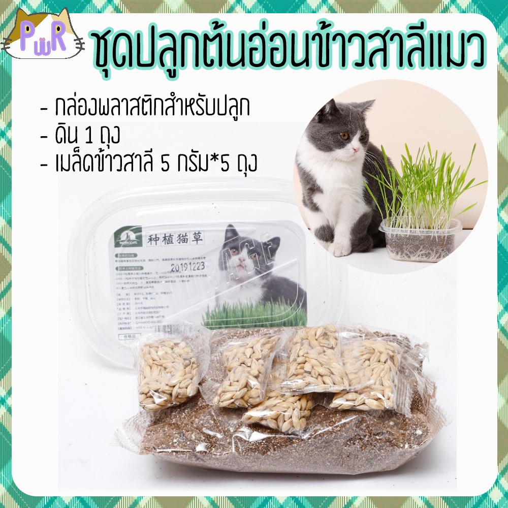 กล่องปลูก ต้นอ่อนข้าวสาลี พร้อมดิน หญ้าแมว cat grass kit [กล่องญ]