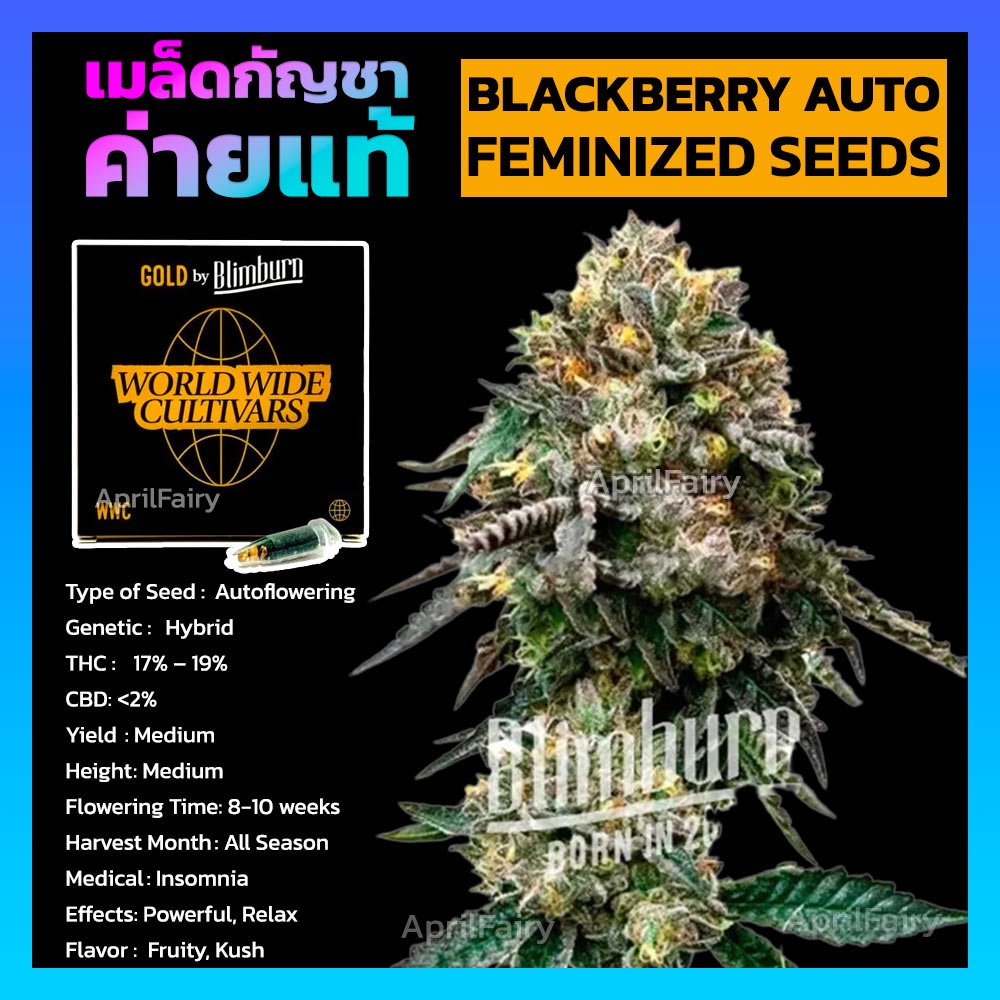 Blackberry Auto FEMINIZED เมล็ดพันธุ์กัญชา นอก แบล็คเบอรี่ ออโต้ เพศเมีย ค่าย Blimburnseeds แท้100% 