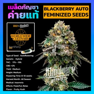 Blackberry Auto FEMINIZED เมล็ดพันธุ์กัญชา นอก แบล็คเบอรี่ ออโต้ เพศเมีย ค่าย Blimburnseeds แท้100% แบ่งขาย