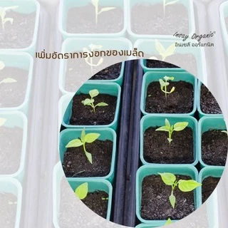 น้ำหมักปลาทะเล INSAY ฮอร์โมนพืชกระตุ้นดอก ส่งเสริมการเจริญเติบโตพืชผักทุกชนิด ขนาด 1 ลิตร