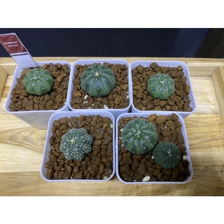 กระบองเพชร แอสโตไฟตัม คละแบบ5ต้น astrophytum mix🌵