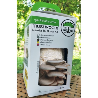 ชุดคิทเห็ดนางรมเทาพร้อมเปิด (Mushroom Ready To Grow Kit)