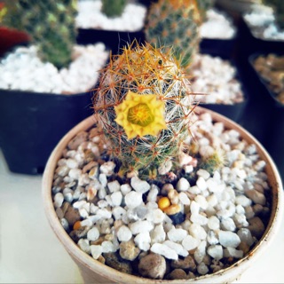 กระบองเพชร แคคตัส (Cactus) แมมเม็ดพริก (Mammillaria Prolifera) หนามเหลือง