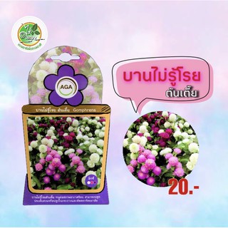 บานไม่รู้โรย ต้นเตี้ย Gomphrena