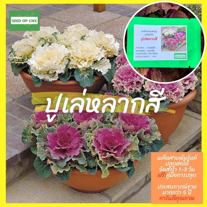 เมล็ดสายพันธุ์แท้หายาก #ปูเล่สี60เมล็ด แท้ % [ในร้านมีให้เลือกอีกเยอะมาก ]