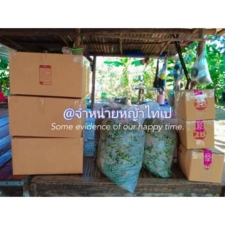 หญ้าไทเปปลูกแล้วไม่ต้องตัดชุดปลูกได้ 12ตารางเมตร