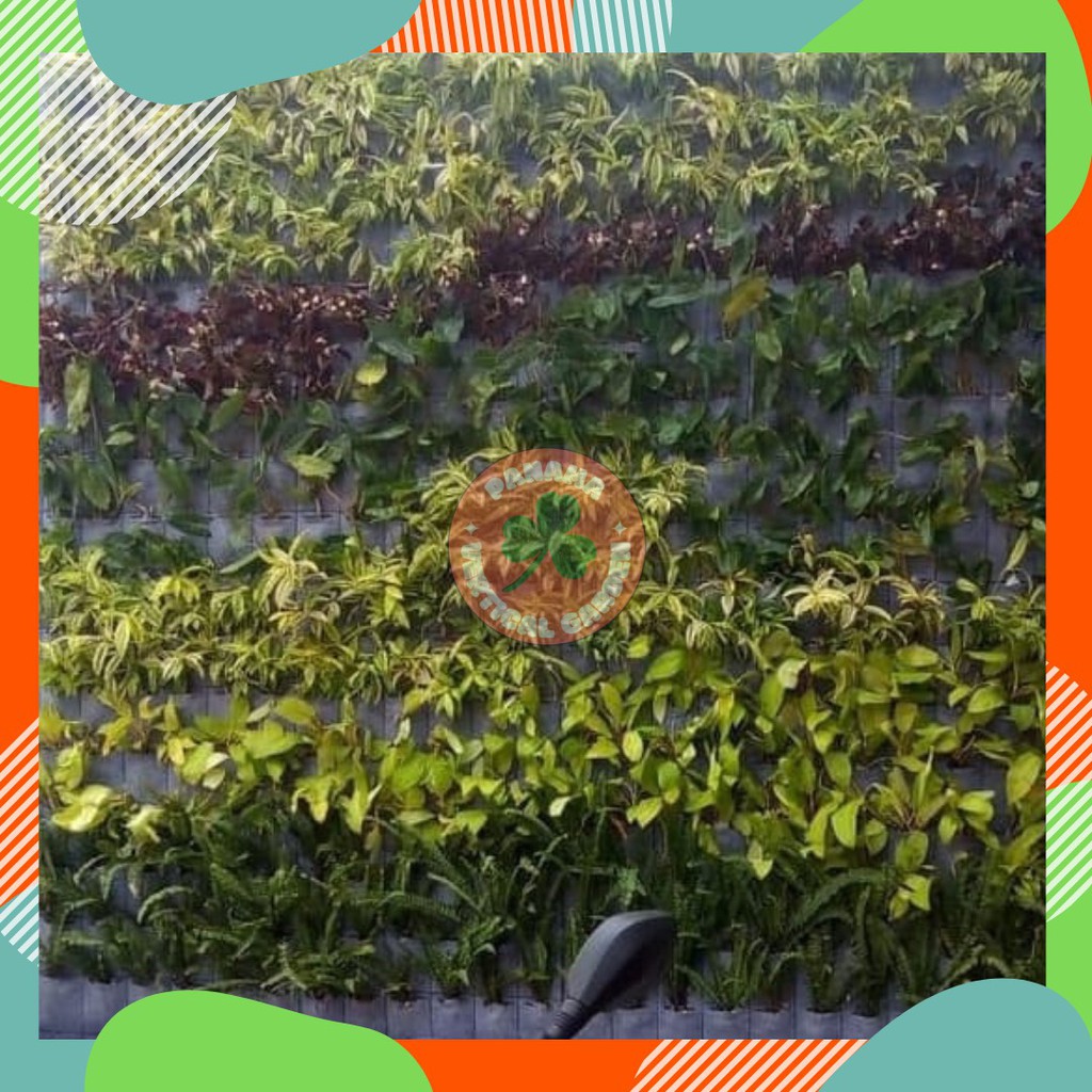 gilanganugrahputra-th-thaipick