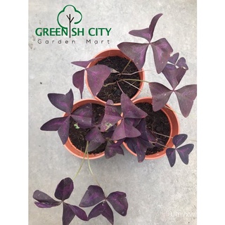 GNC - Oxalis Regnellii Atropurpurea Live Plant Pokok Bunga Rama-rama ผีเสื้อใบ帽子/内裤/生菜/园艺/花园/鲜花/母婴/种子/通心菜/seeds/ SZQK