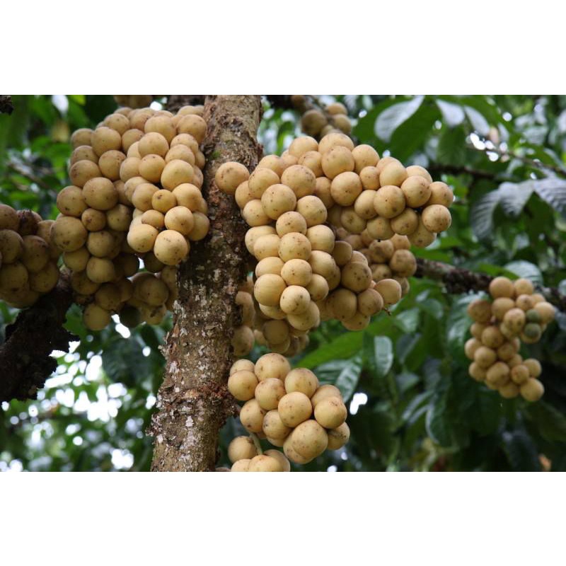 ต้นลองกองต้นละ100บาท