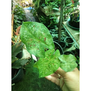 บอนสีศรีบุษบา caladium