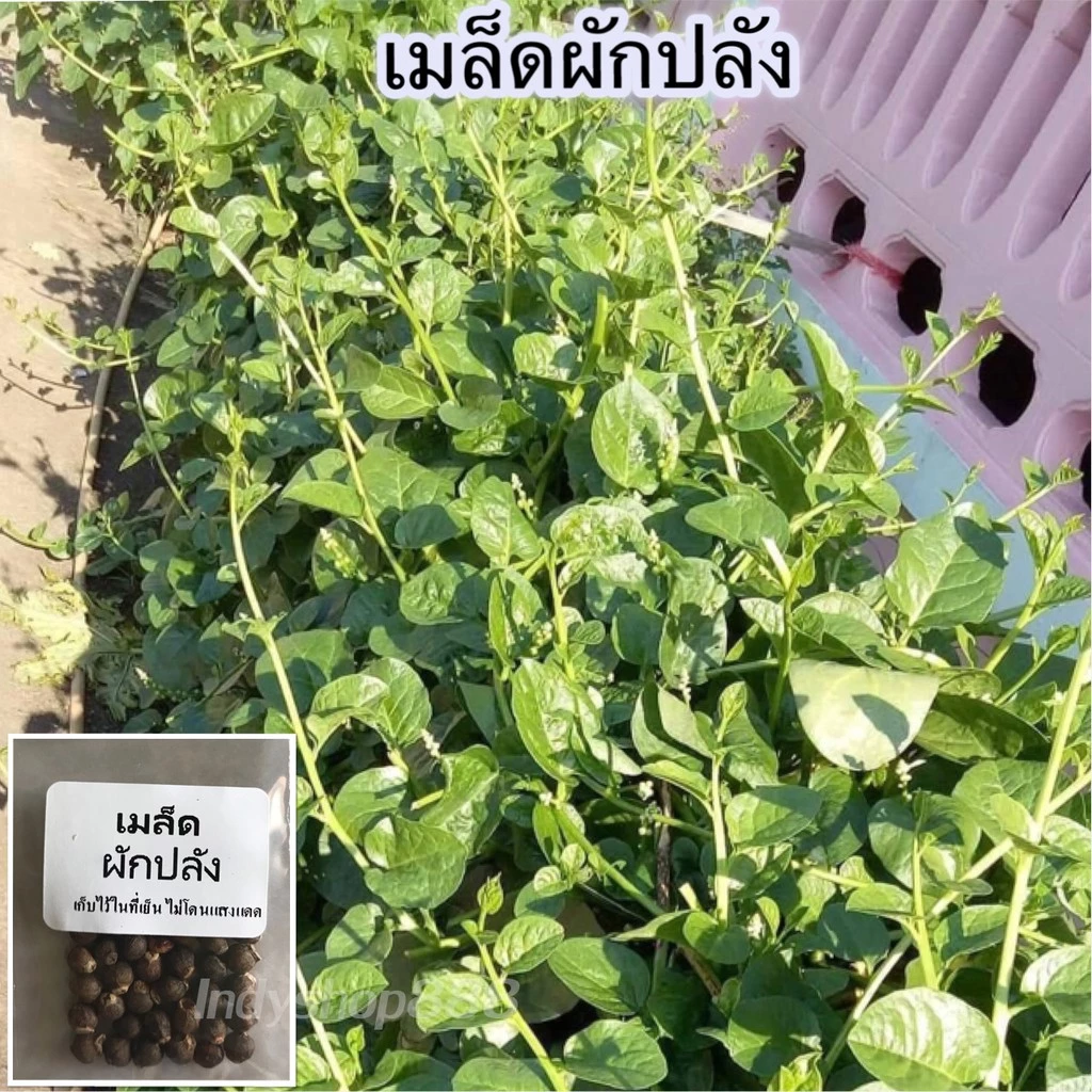 เมล็ดผักปรัง ผักปลัง ผักปัง ราคา 9 บาท 30 เมล็ด (10 แถม 1 คละได้ )