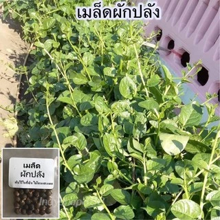เมล็ดพันธ์ุ ผักปลัง ผักปลังเขียว 30-70 เมล็ด เป็นพืชเลื้อย ยอดดก ใบอ่อนกรอบ รสชาติดี [10 แถม 1 คละได้]