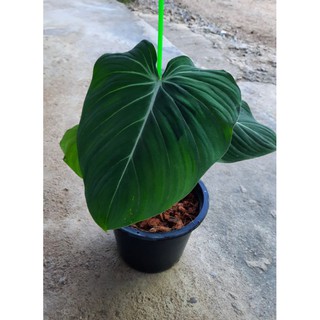 Philodendron gloriosum(แบน)