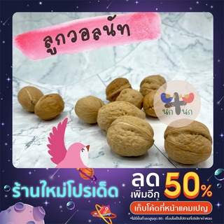 &lt; 1 ลูก วอลนัท &gt; วอลนัต walnut แบบอบ แทะลับฟัน ไม้แทะ ไม้ลังฟัน ถั่ว นก ฟอฟัส นกแก้ว กระรอก ชูการ์ แฮมสเตอร์ ดอร์เมาส์