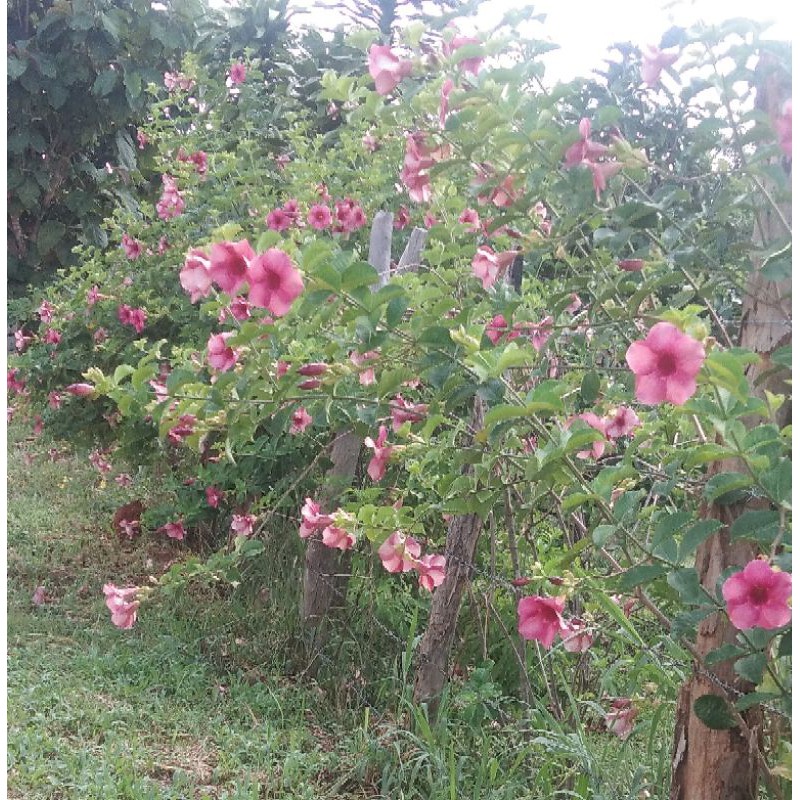 บานบุรีสีม่วงดอกใหญ่มาก