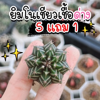 ❗️ขั้นต่ำ 5 ต้น❗️แคคตัส/กระบองเพชร 🌵ยินโน(เชื้อด่าง)🌵คัดสวยๆ