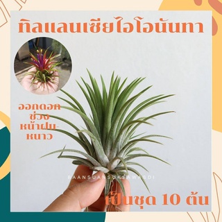 ทิลแลนเซียดอกแดงจัดเป็นชุด 10 ต้น ปกติใบสีเขียว