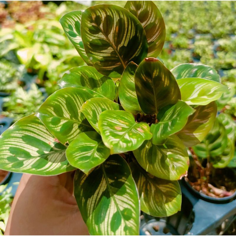 ค​ล้าแววมยุรา​ ต้นคล้าแววมยุรา​ ไม้มงคลประจำบ้าน - รูปที่ 2