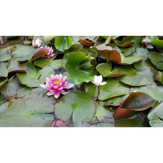 7 เมล็ด เมล็ดบัว สีชมพู ดอกเล็ก สายพันธุ์เมล็ดบัว ดอกบัว Lotus seeds