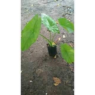 Alocasia acuminata บอนสะสม