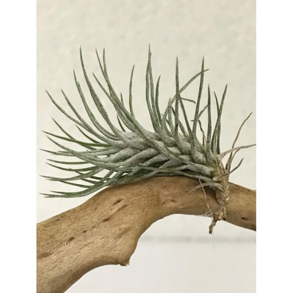 มุมมอง 6