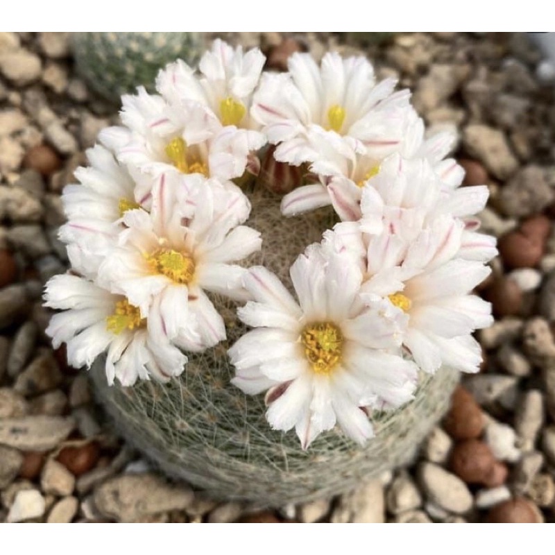 Mammillaria lenta แมมแลนต้า ไม้เมล็ด (ส่งถอดราก)