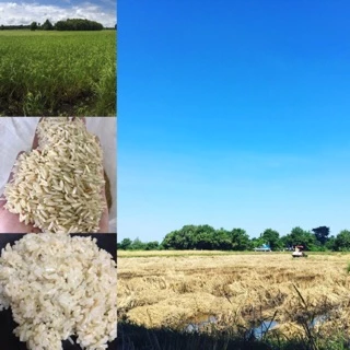 🌾ข้าวกล้องหอมมะลิสุรินทร์ 🌾ปลอดสารพิษ100% ขนาด1kg