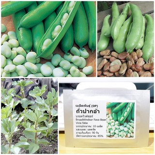 เมล็ดพันธุ์ ถั่วปากอ้า (Broad Windsor Fava Bean Seed) บรรจุ 10 เมล็ด คุณภาพดี ราคาถูก ของแท้ 100%