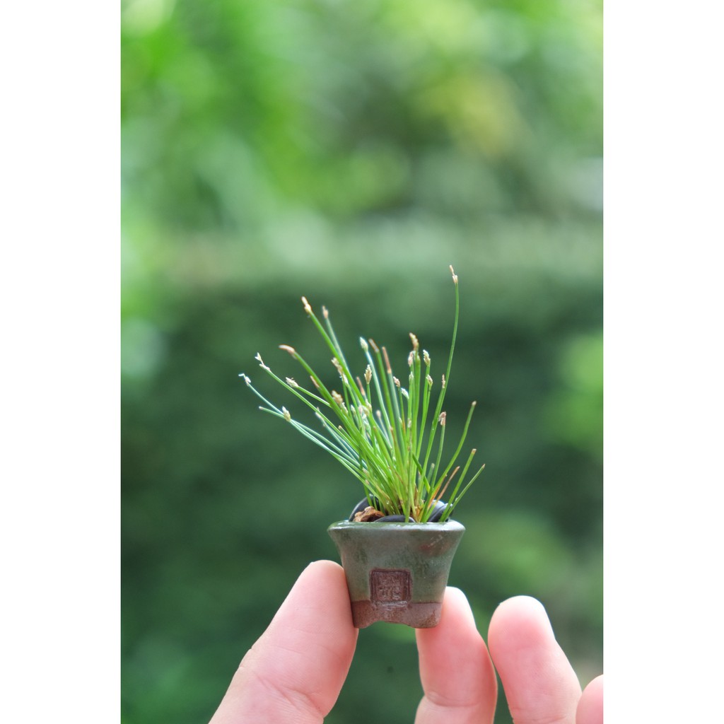 หญ้าไม้ขีดญี่ปุ่น  ต้นไม้จิ๋ว (Eleocharis parvulus) บอนไซจิ๋ว ไม้ประดับ กระถาง2นิ้ว