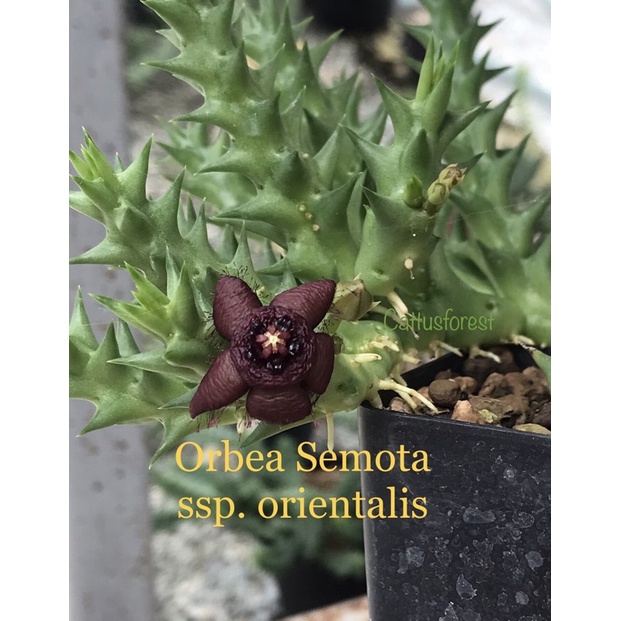 เก๋งจีนเด็ดสด Orbea Semota ssp. orientalis
