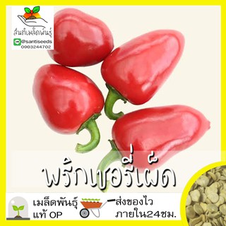 เมล็ดพันธุ์ พริกเชอรี่เผ็ด 40 เมล็ด Red Hot Cherry Pepper Seed เมล็ดพันธุ์แท้100% นำเข้าจากต่างประเทศ ปลูกผัก สวนครัว