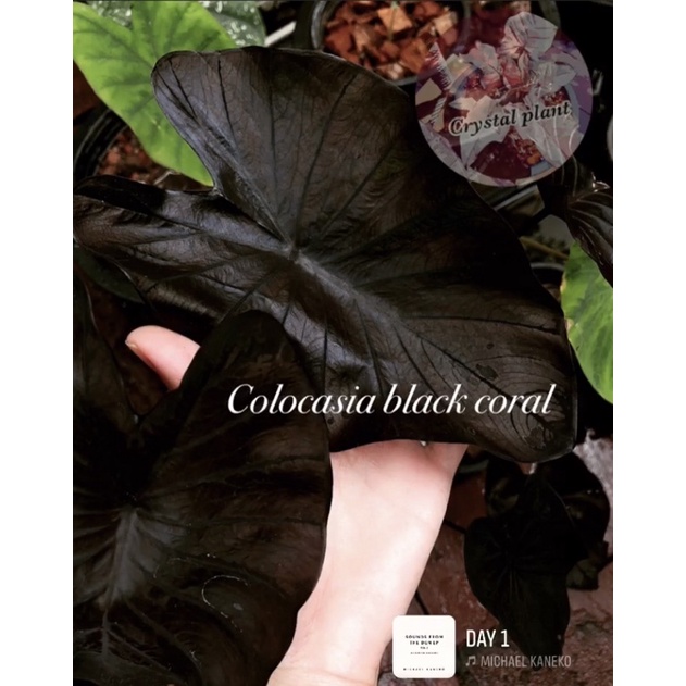 colocasia black coral