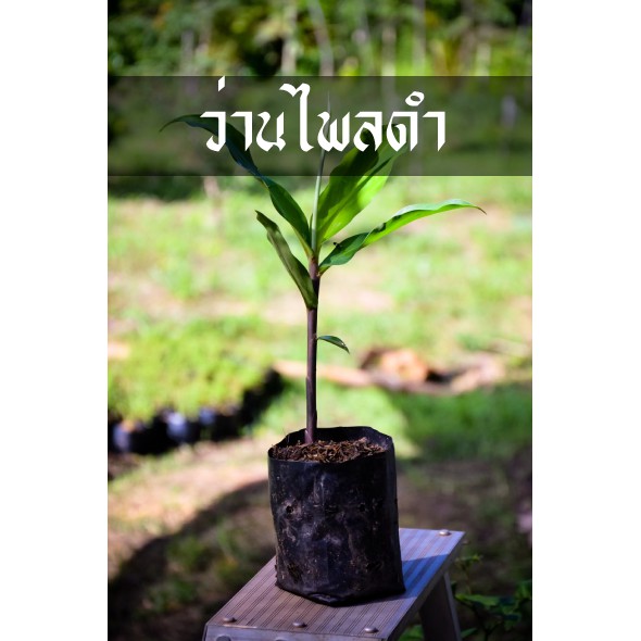 ไพลดำ สมุนไพรได้ทั้งรักษาโรคกาย และทางเมตตามหานิยม