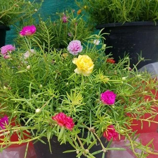500 เมล็ด เมล็ดพันธุ์ แพรเซี่ยงไฮ้ คละสี คุณนายตื่นสาย (Rosemoss)
