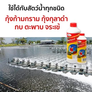 Bactocel 5001 1000cc จุลินทรีย์บ่อปลา ตู้ปลา ปรับสภาพน้ำใส ย่อยขี้ปลา แก้น้ำขุ่น ลดแอมโมเนีย