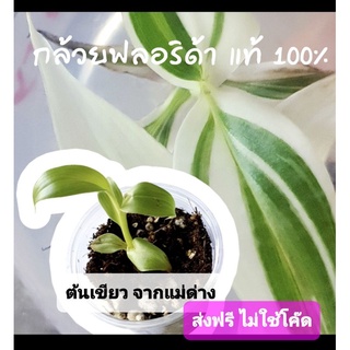 กล้วยฟลอริด้า เขียว ลุ้นด่าง จากแม่ด่าง แท้ 100% อนุบาลแล้ว